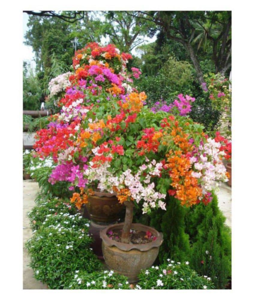 Multicolour Rainbow Bougainvillea Flower Plant Seeds - 20 Seeds