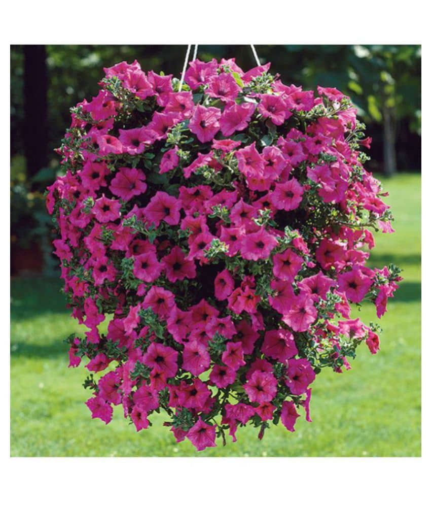 Petunia Double Madness Kitchen Garden - Garden Flower Seeds