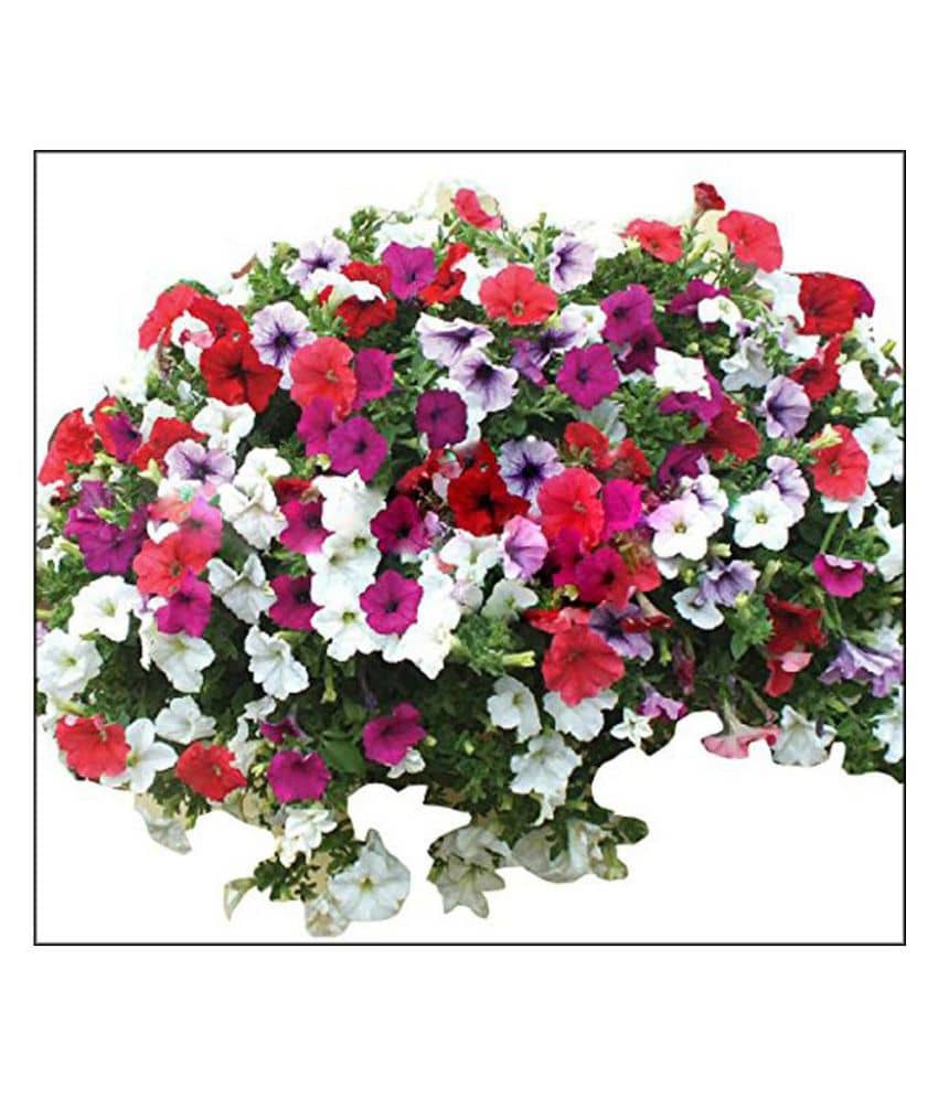 Petunia Hybrida Seeds Flower Seeds