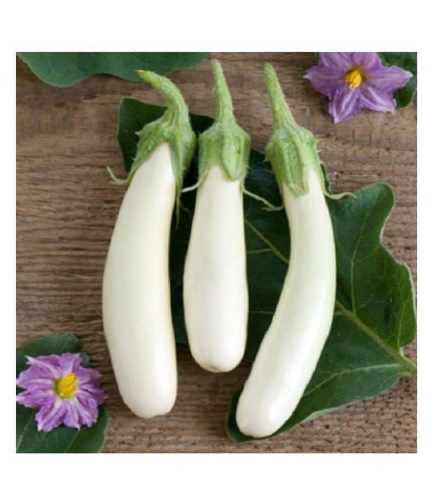 Brinjal White Long Variety Hybrid Seeds - Pack of 50 Seeds F-1 Hybrid with growing soil