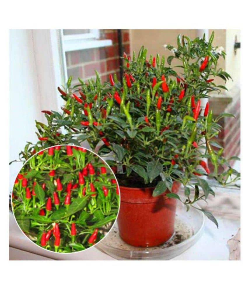 Dwarf Thai Sun Hot Pepper Capsicum Annuum Ornamental Chili 20 Seeds