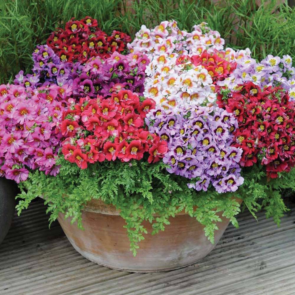 Flower Seeds : Mixed Petunia Attractive Bedding Pack Home Garden Plant Seeds Flower Seeds : Mixed Petunia Attractive Bedding Pack Home Garden Plant Seeds
