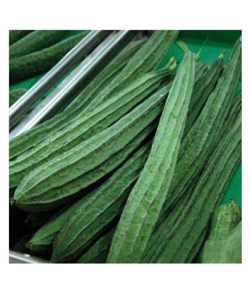     			Ridge Gourd Seeds Variety Jaipur Long -20 Seeds Vegetable Seeds