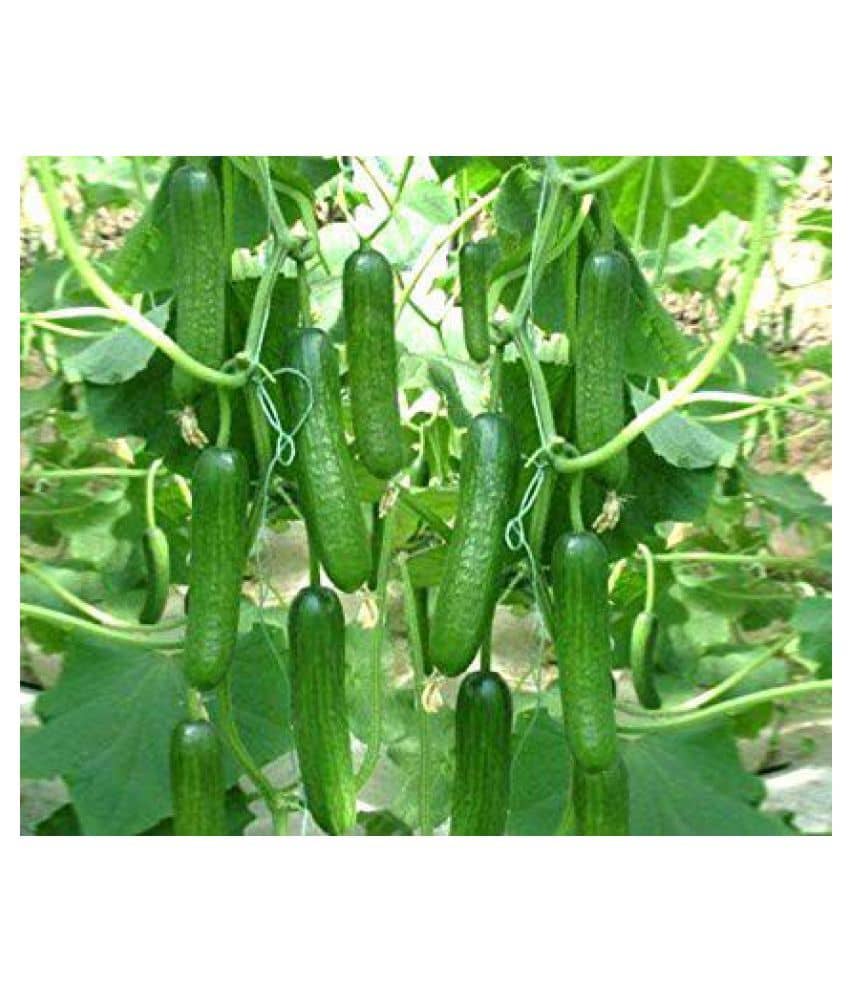 Vegetable Seeds Cucumber F1 Hybrid Seeds - Cuccumber Seeds Garden Seeds Home Garden Seeds