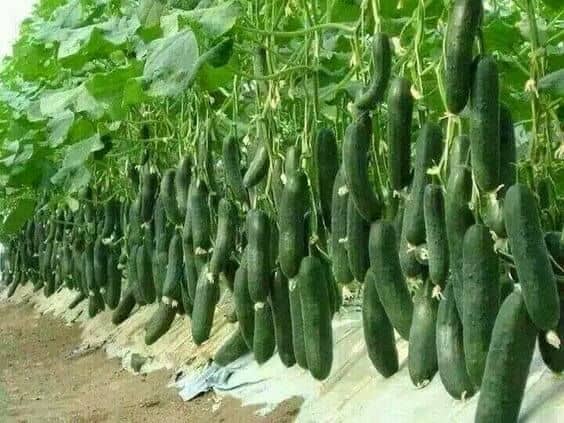 Vegetable Seeds Hybrid Green Express Cucumber Seeds - Cuccumber Seeds Seeds For Summer Season Home Garden Seeds