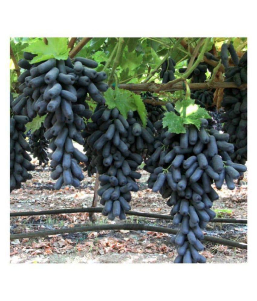 finger grape fruit seeds Natural growth grapes 20 SEEDS