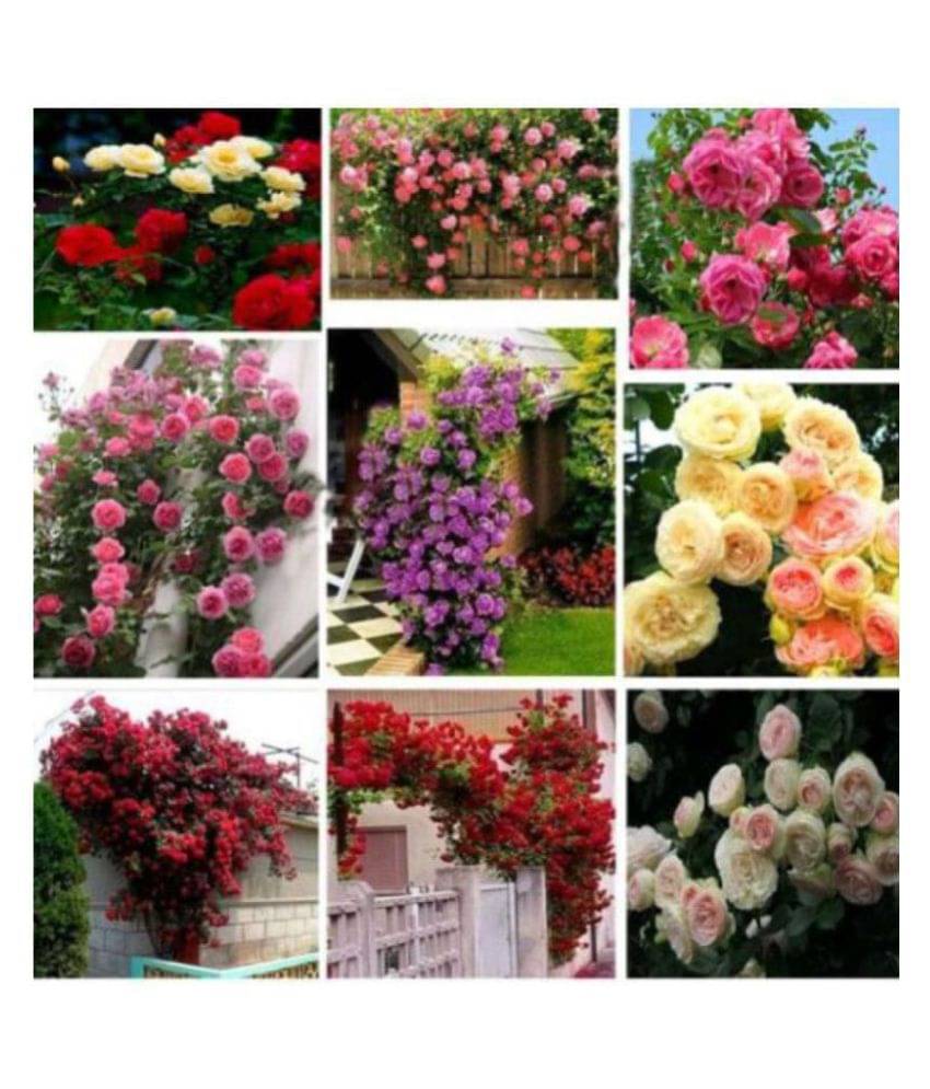     			Matrix Rose Flower Seeds "Mixed Rose" 20 Seeds Pack