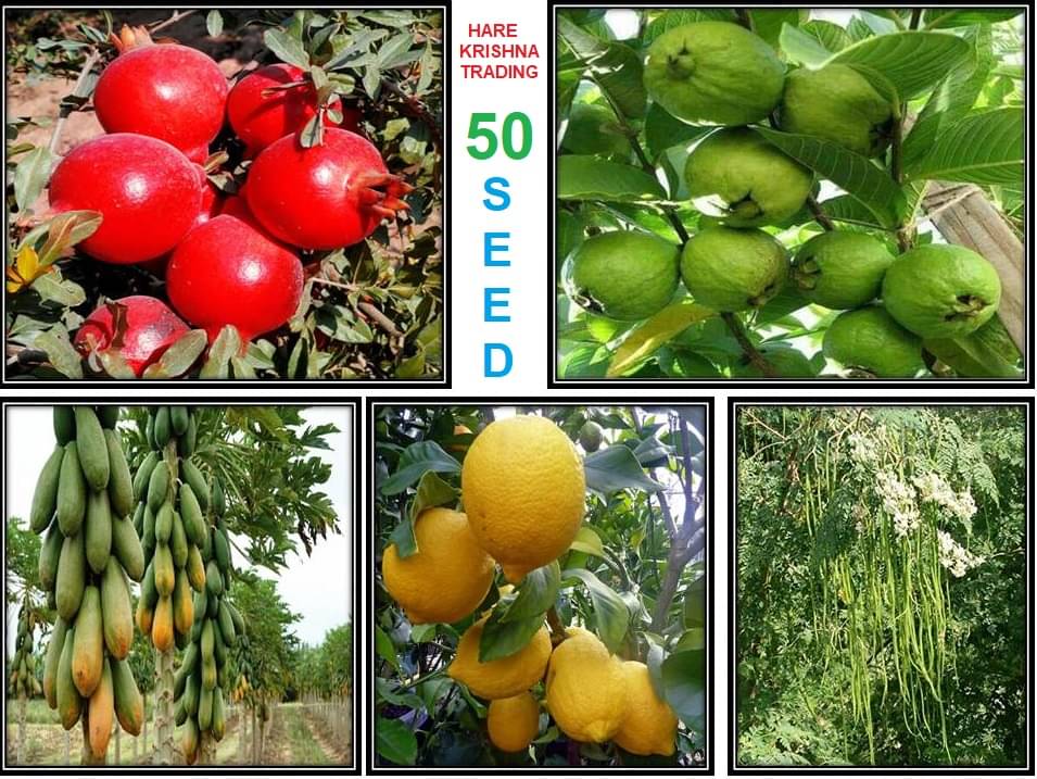 Fruit - Vegetable Seed Mega Combo ( pomegranate, lemon, guave, papaya, Moringa ) 50 seed, *Read Description - hare karishna trading. Fruit - Vegetable Seed Mega Combo ( pomegranate, lemon, guave, papaya, Moringa ) 50 seed, *Read Description - hare karishna trading.