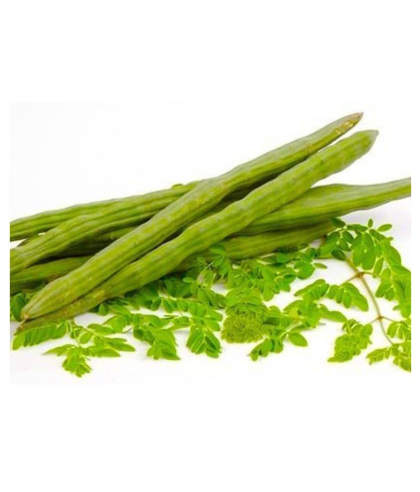 Organic Moringa - Drumstick Hybrid - 50 SEED - PKM 1