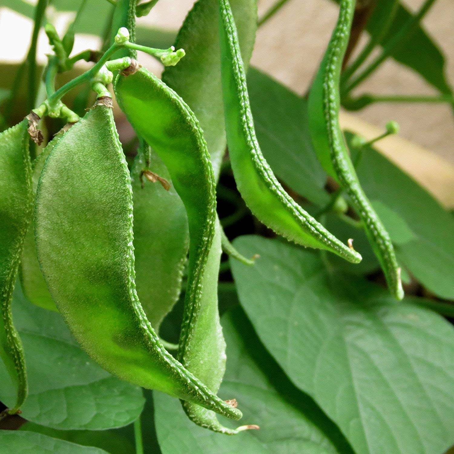     			TSY Chedi Avarai Lablab Purpureus,Hyacinth,Dolichos Bean,Chedi Avarai (20 Seeds)