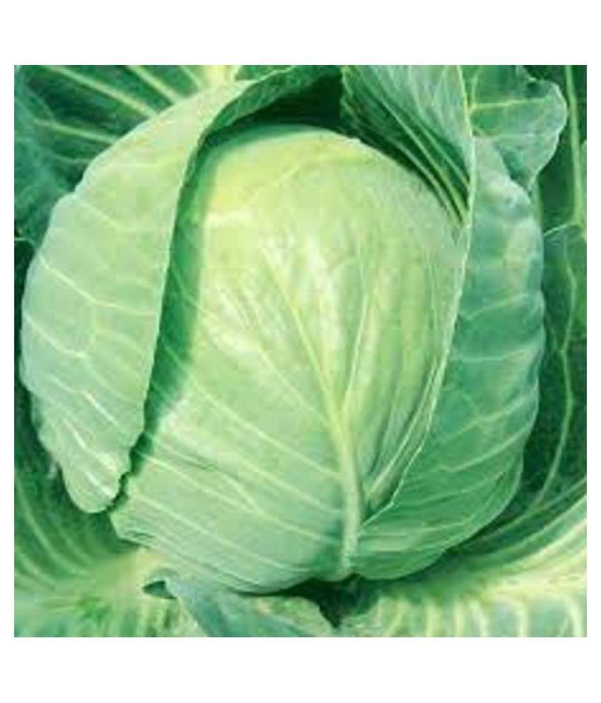     			IMPERIAL CABBAGE IG210 HYBRID SEEDS BY REAL NATURE