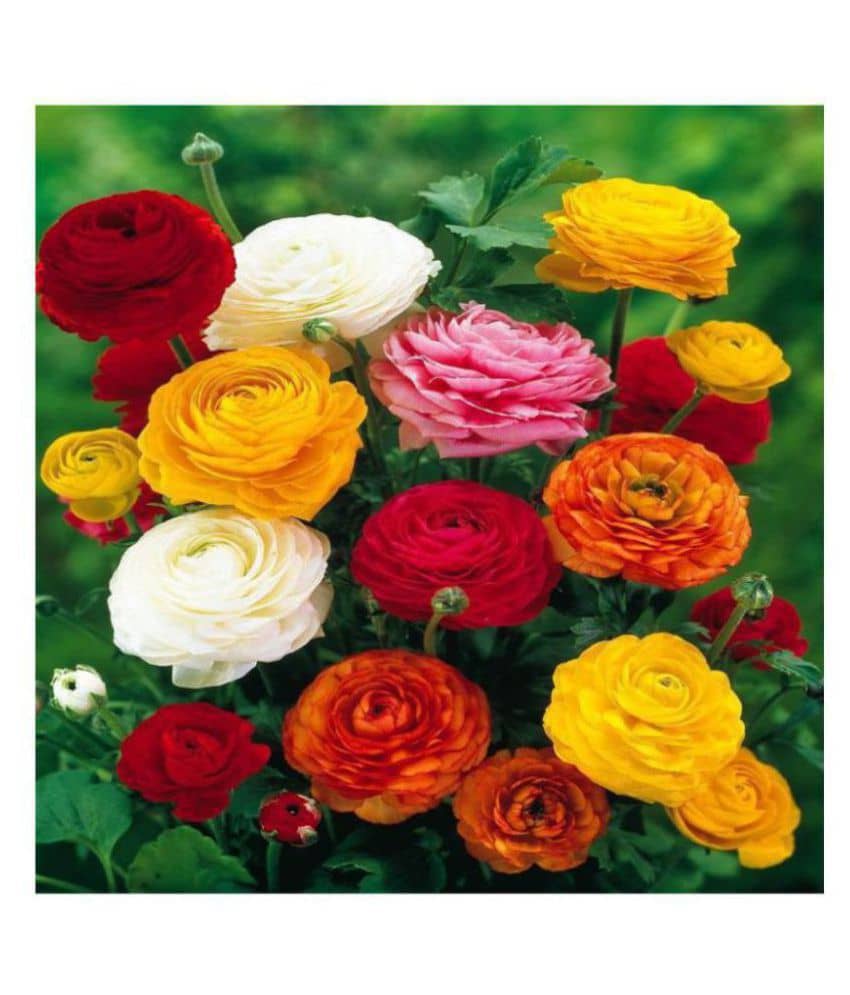 Ranunculus asiaticus Flower Seeds | Pack of 50 Seeds