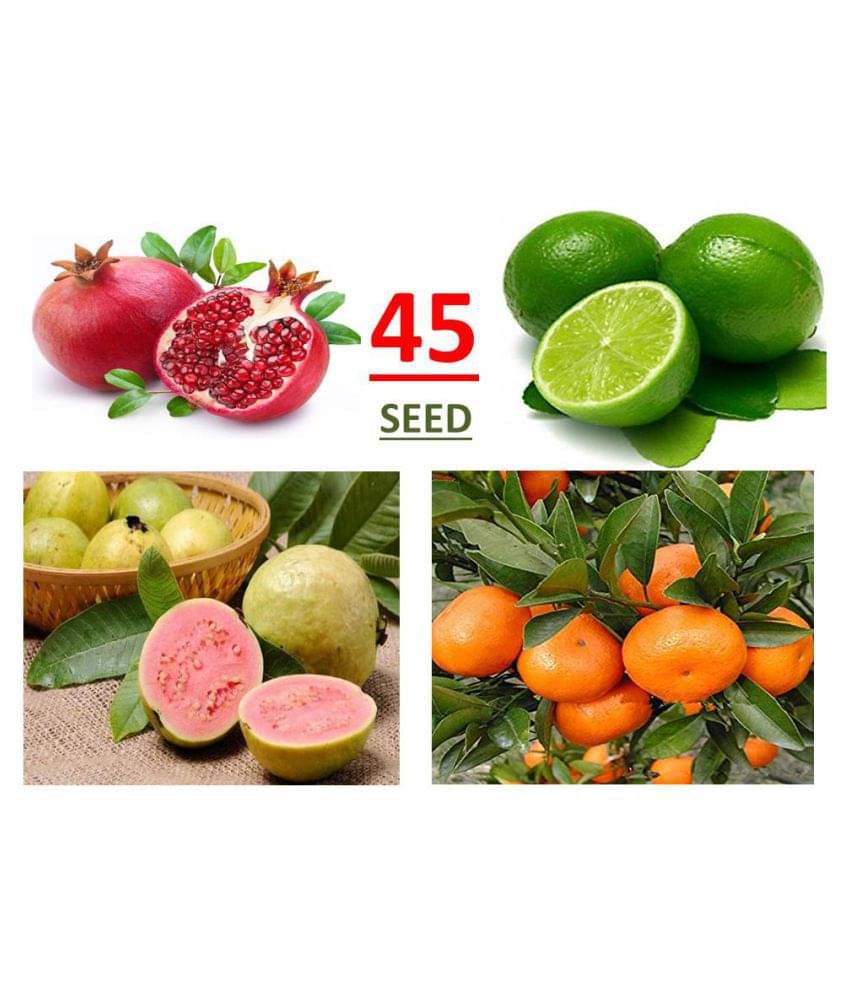 Fruit Seed Mega Combo ( pomegranate, lemon, guave, orange, ) 45 seed, *Read Description - hare karishna t rading Fruit Seed Mega Combo ( pomegranate, lemon, guave, orange, ) 45 seed, *Read Description - hare karishna t rading