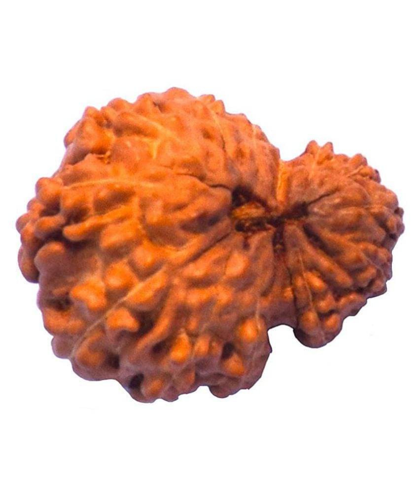 13 Face Indonesian Rudraksha13 Mukhi Indonesian Rudraksha/Thirteen Faced Indonesian Rudraksha With Lab Certified 13 Face Indonesian Rudraksha13 Mukhi Indonesian Rudraksha/Thirteen Faced Indonesian Rudraksha With Lab Certified