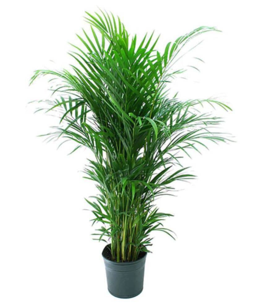 Alkarty areca palm tree seeds for gardening pack of 20 seeds