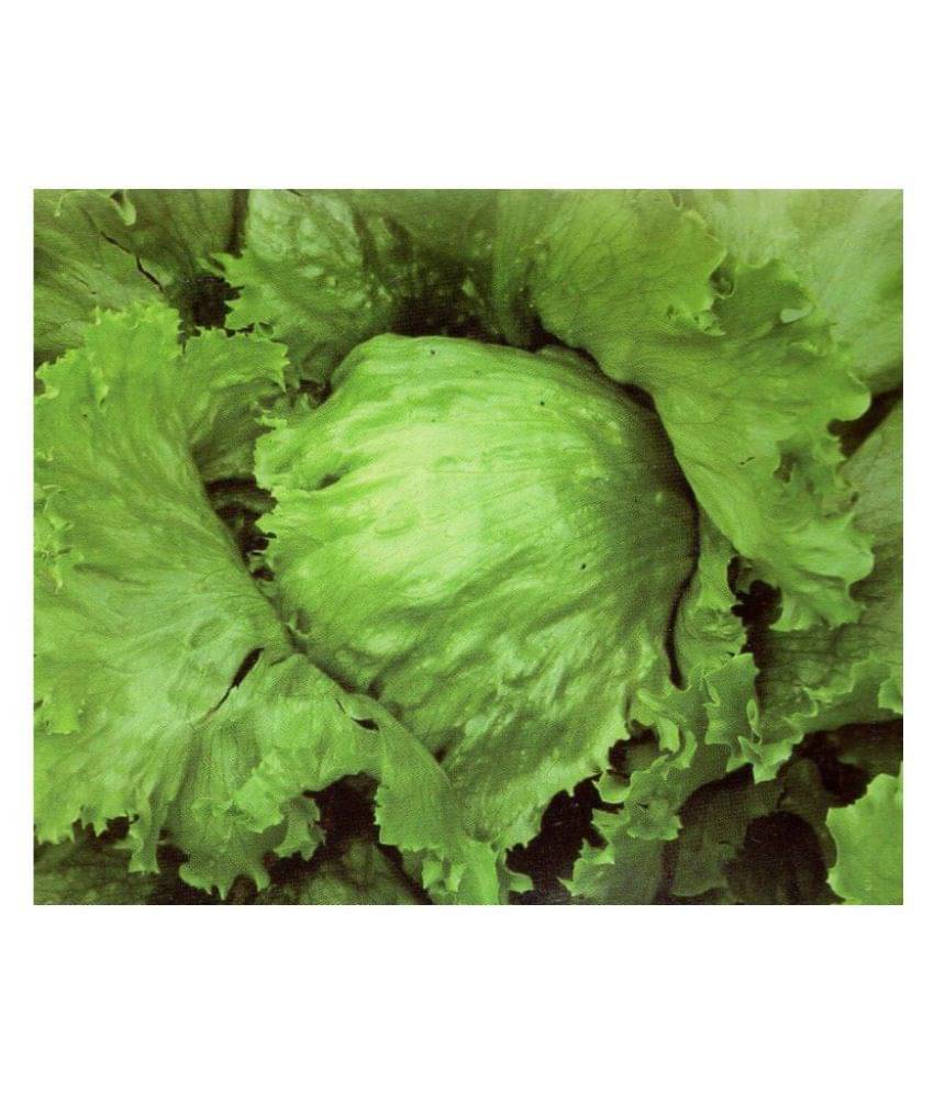     			Lettuce Ice Berg Variety Seeds (40 Seeds)