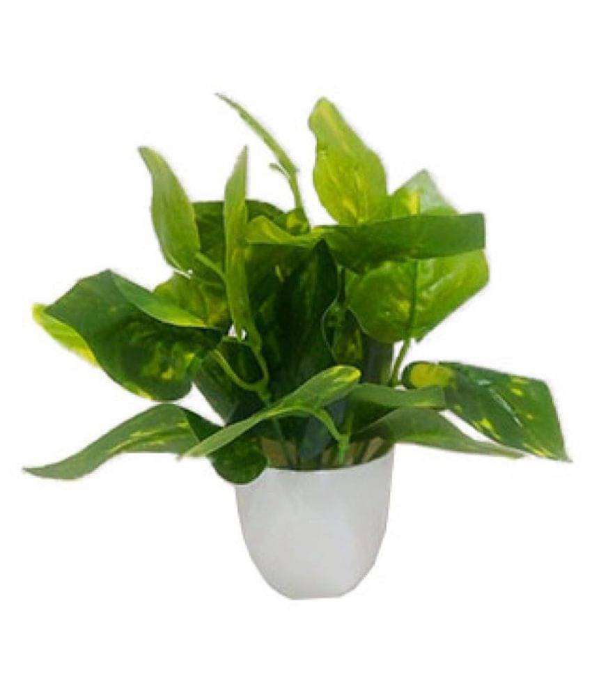     			Saf MONEY PLANT LEAVS Green Greens With Pot Plastic - Pack of 1