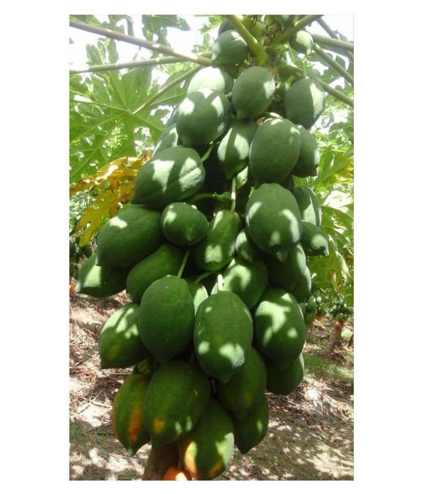 red lady papaya seeds 100 seeds