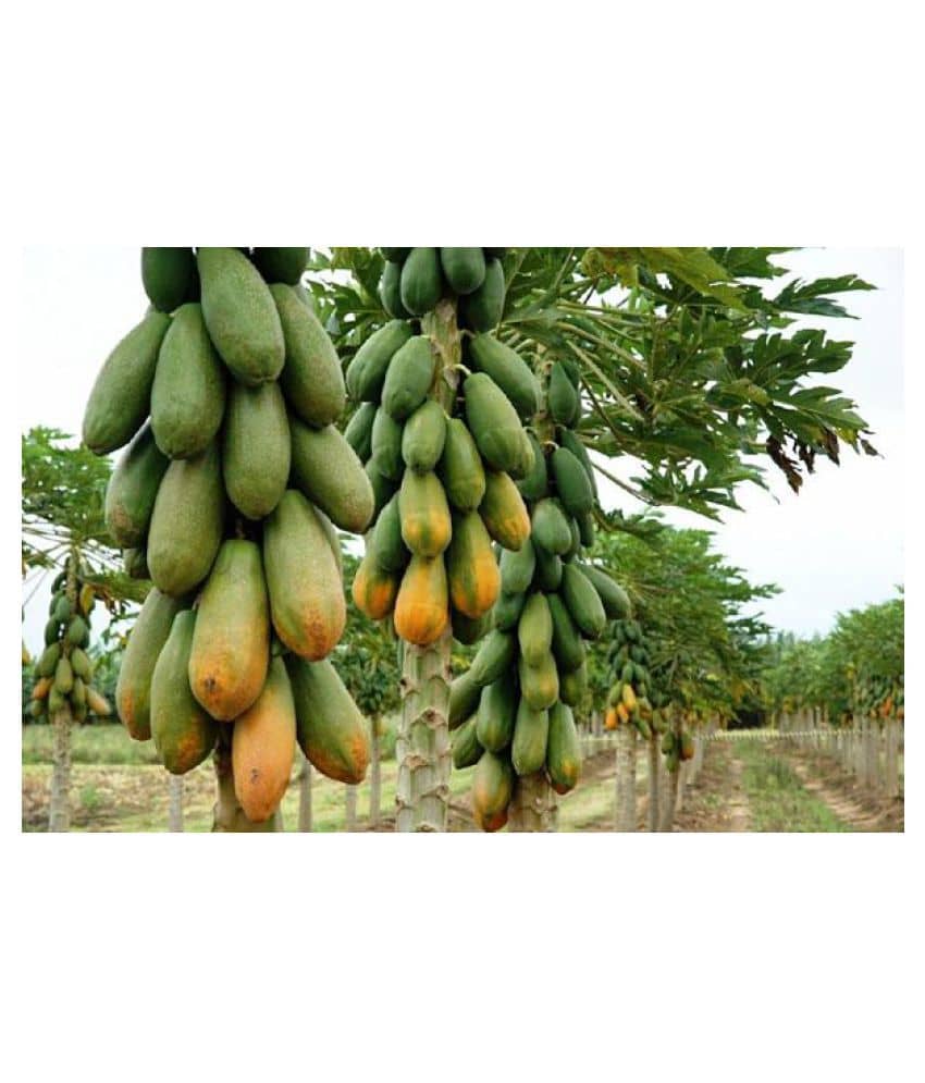 Hybrid Papaya seed - ( 25 seed ) deshi seed - hare krishna trading
