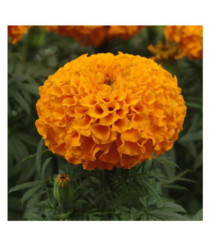 Marigold African Better Germination Flowers Seeds - Pack of 50 PREMIUM Seeds Magnif