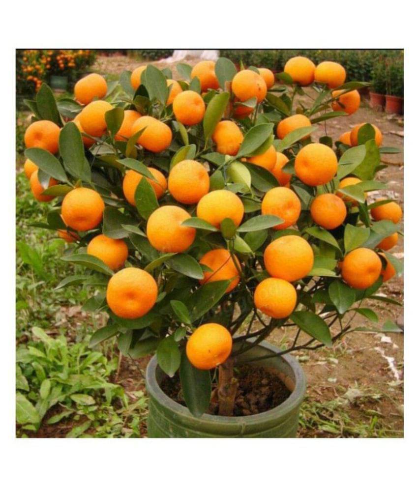     			Matrix Dwarf 20 Pcs Hybrid Dwarf Orange Fruit Seeds