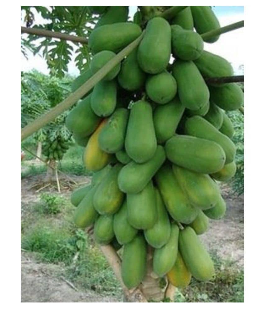 Natural garden Plants Thai Papaya Hybrid Variety Dwarf Fruit Seeds - Pack of 25