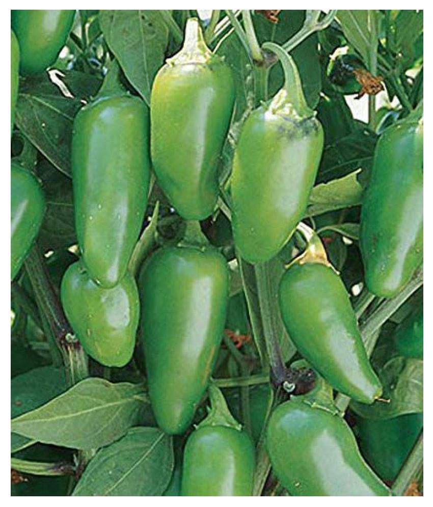     			SOIL ME Pepper Jalapeno Green Seeds