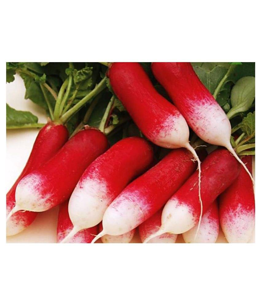     			Radish Red Loong Variety Seeds (50 Seeds)