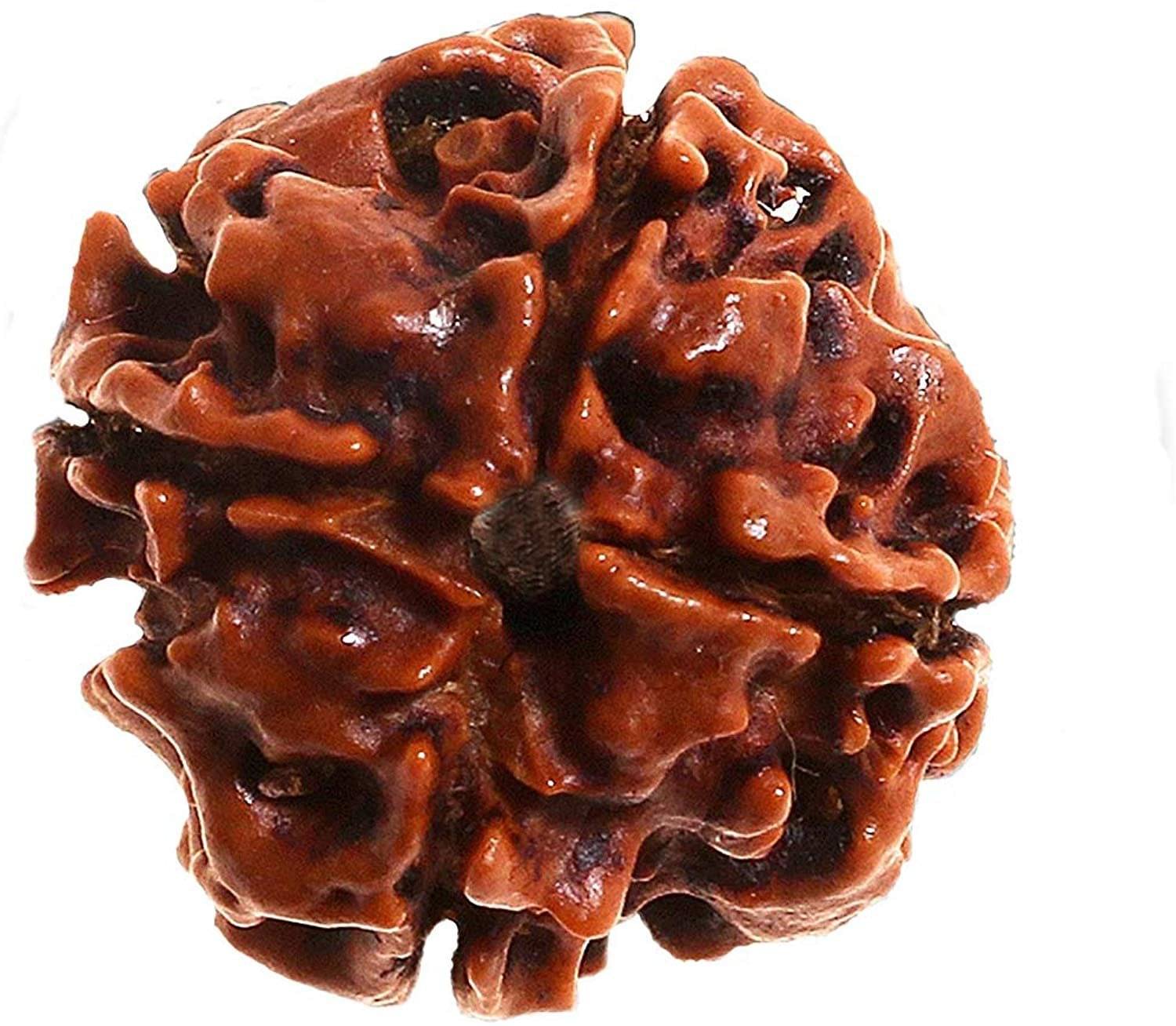     			RUDRA DIVINE Rudraksha Pack of 1