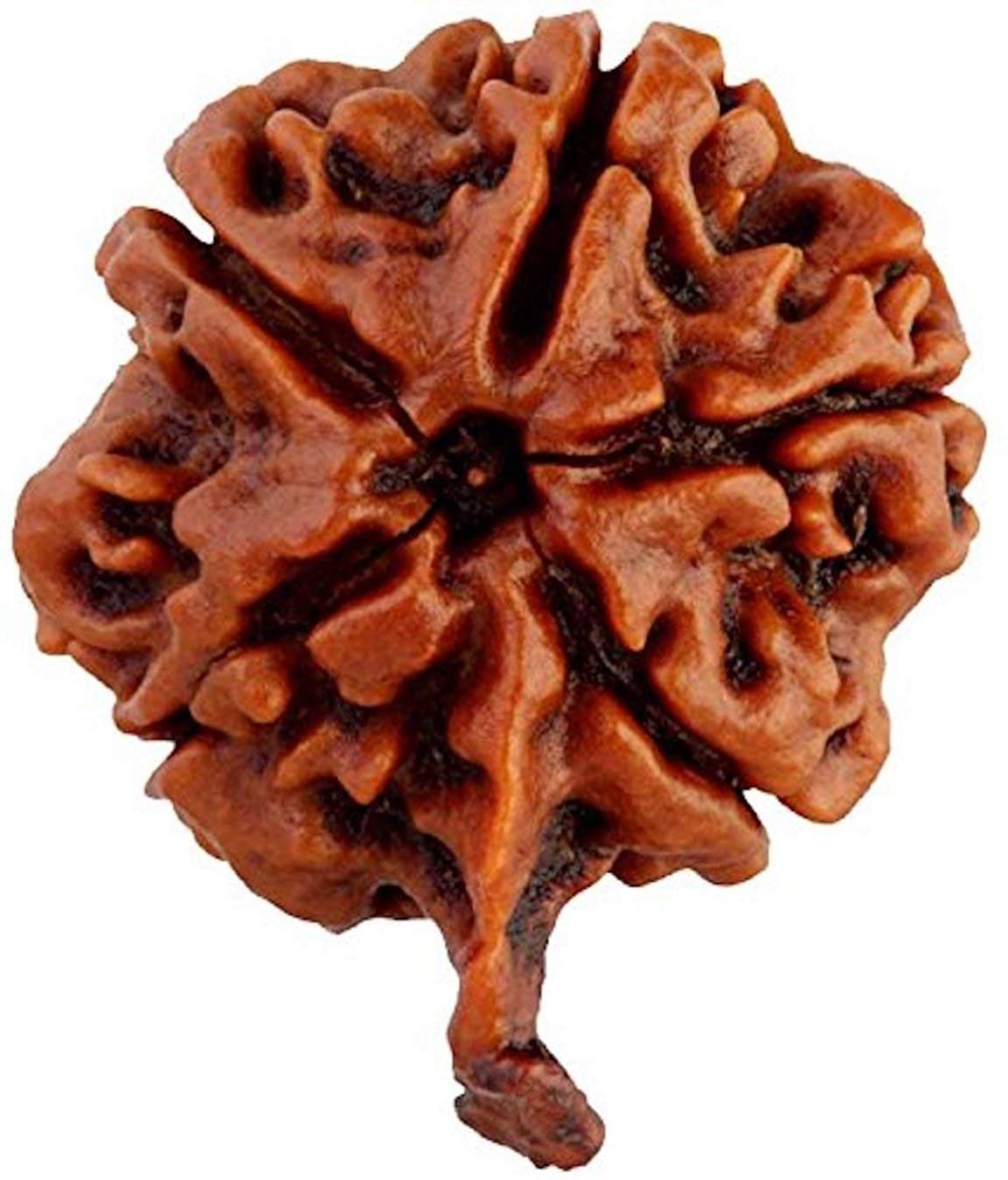     			RUDRA DIVINE Rudraksha Pack of 1