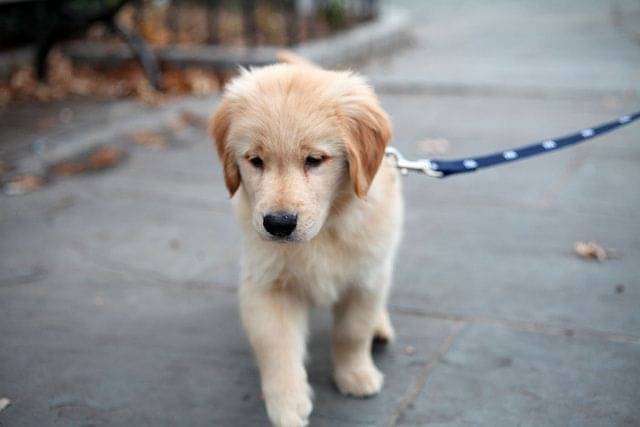     			Nylon Leash Rope With  Nylon Collar  ( color may vary)