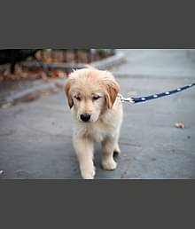 Nylon Leash Rope With  Nylon Collar  ( color may vary)