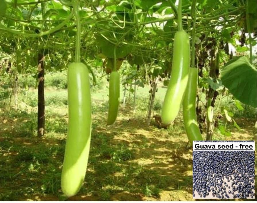 Bottle Gourd (Lattu Ghiya - Dhari Loki) Seed (Pack of 15 Seed ) + free seeds