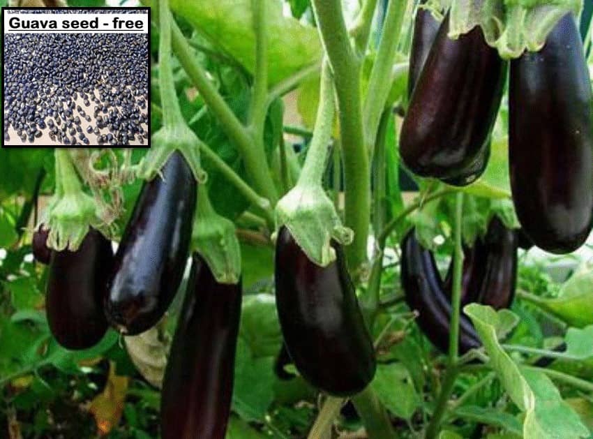 Brinjal Black Beauty Seeds (Around 100 Seeds) + free seeds