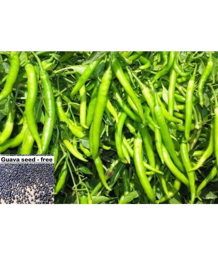 GREEN CHILLI Seed(50 per packet) + free seeds GREEN CHILLI Seed(50 per packet) + free seeds