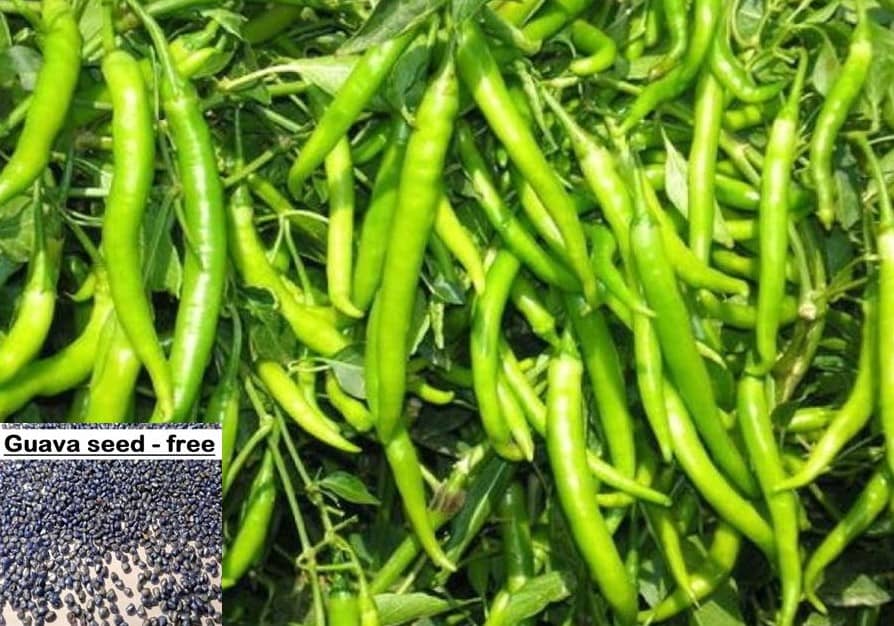 Green Hot Chilli Seed 100 Seed Pack + Instruction Manual + free seeds