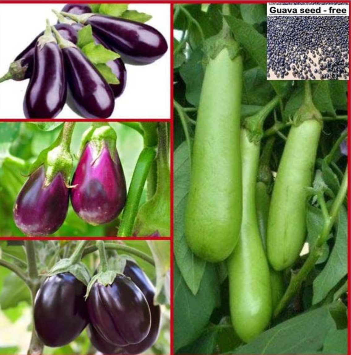 Home garden Brinjal (Bengan) mix Quality Seeds - Pack of 100 seeds + free seeds