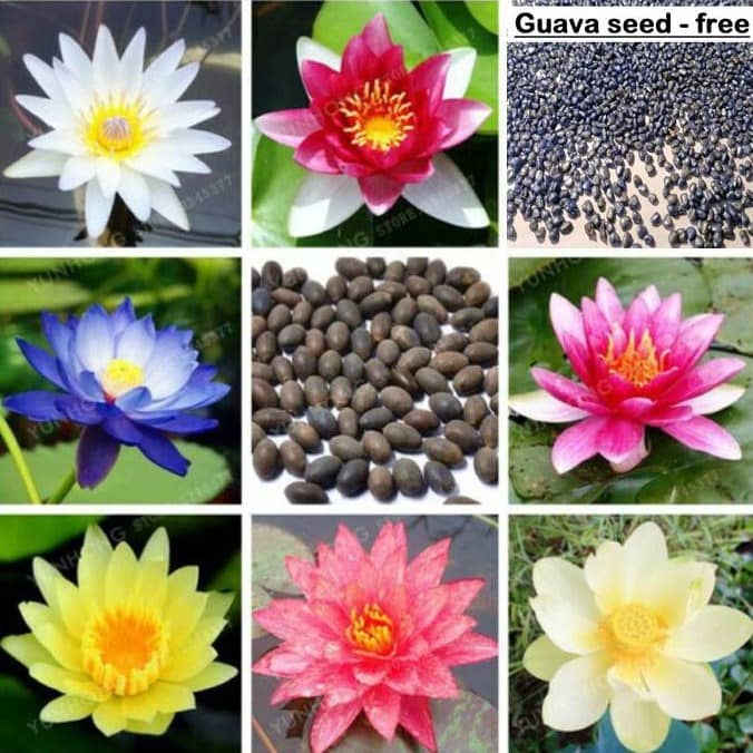 Lotus Flower Seeds mix Colors Seeds For Home Garden 20 Seeds + free seed