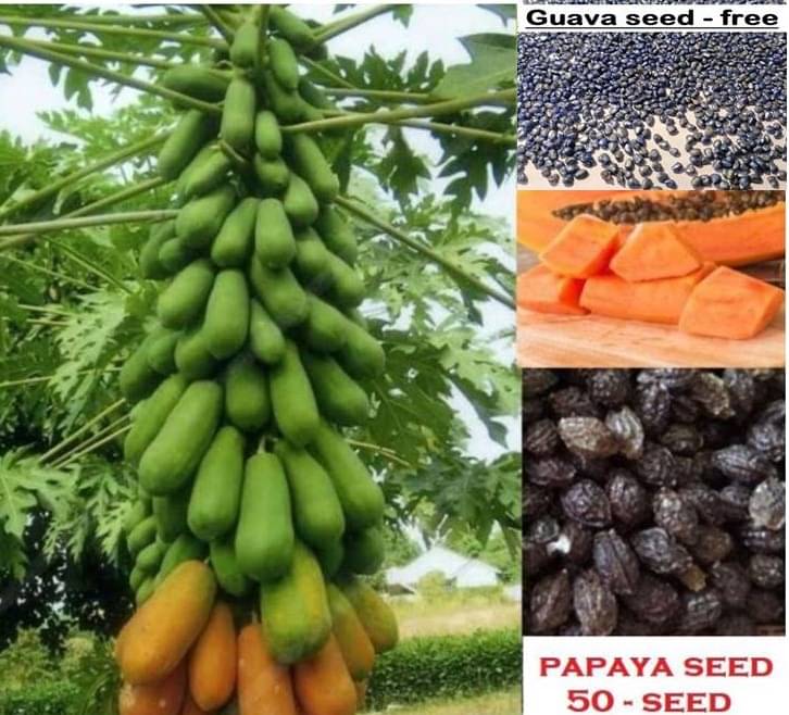 Papaya F 1 Hybrid Seeds Pack - 50 seed + Instruction Manual     			Papaya F 1 Hybrid Seeds Pack - 50 seed + Instruction Manual