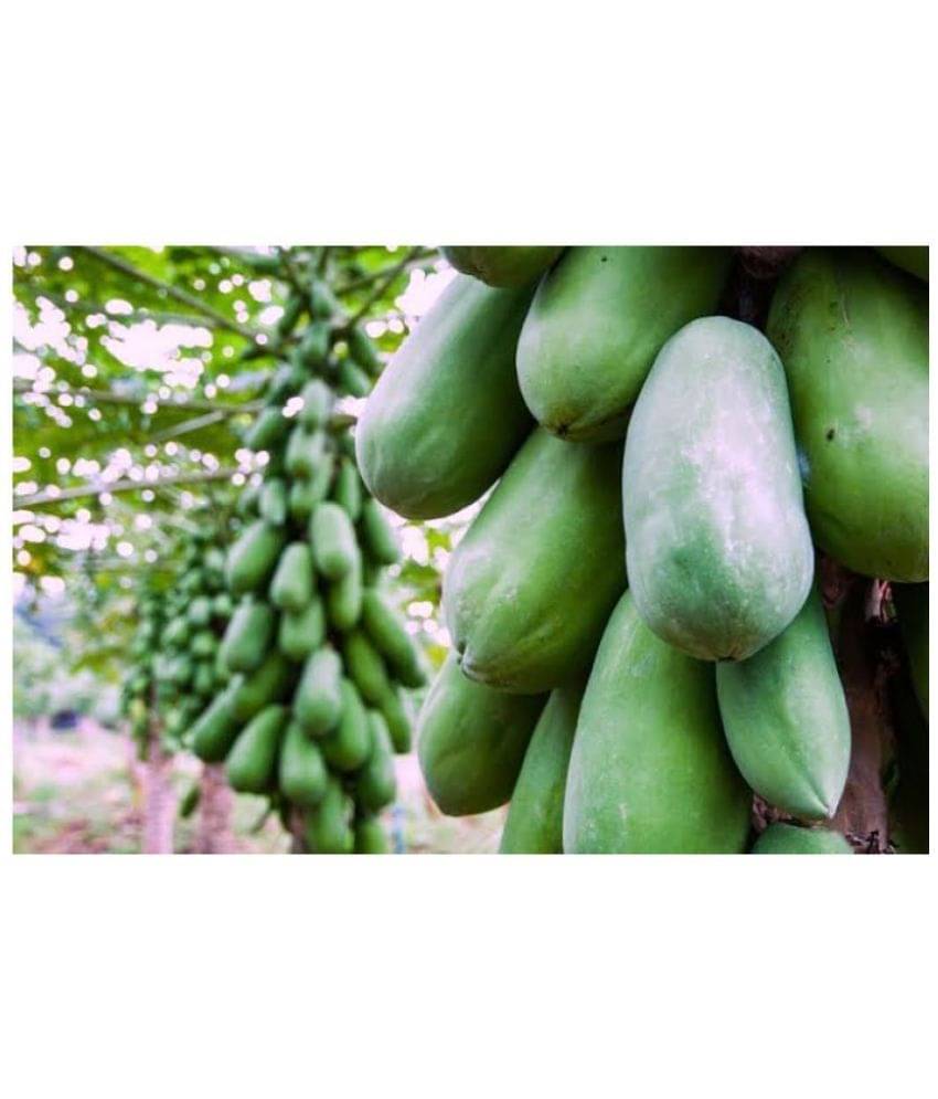    			Papaya F 1 Hybrid Seeds Pack - 50 seed + Instruction Manual