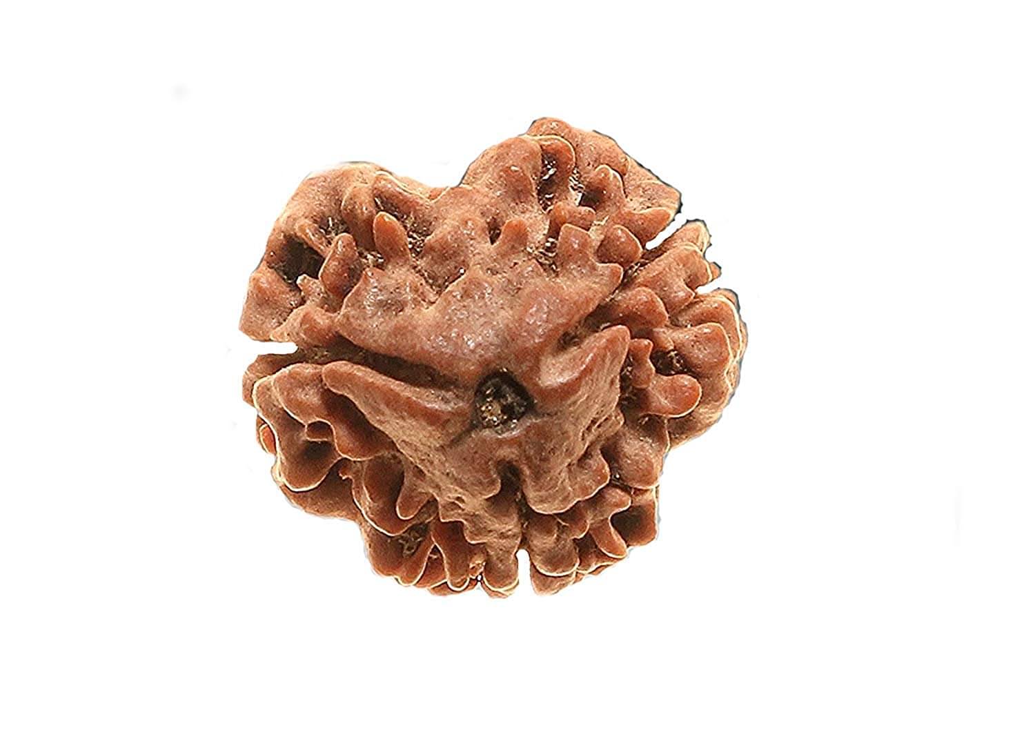     			rudradivine Rudraksha Pack of 1