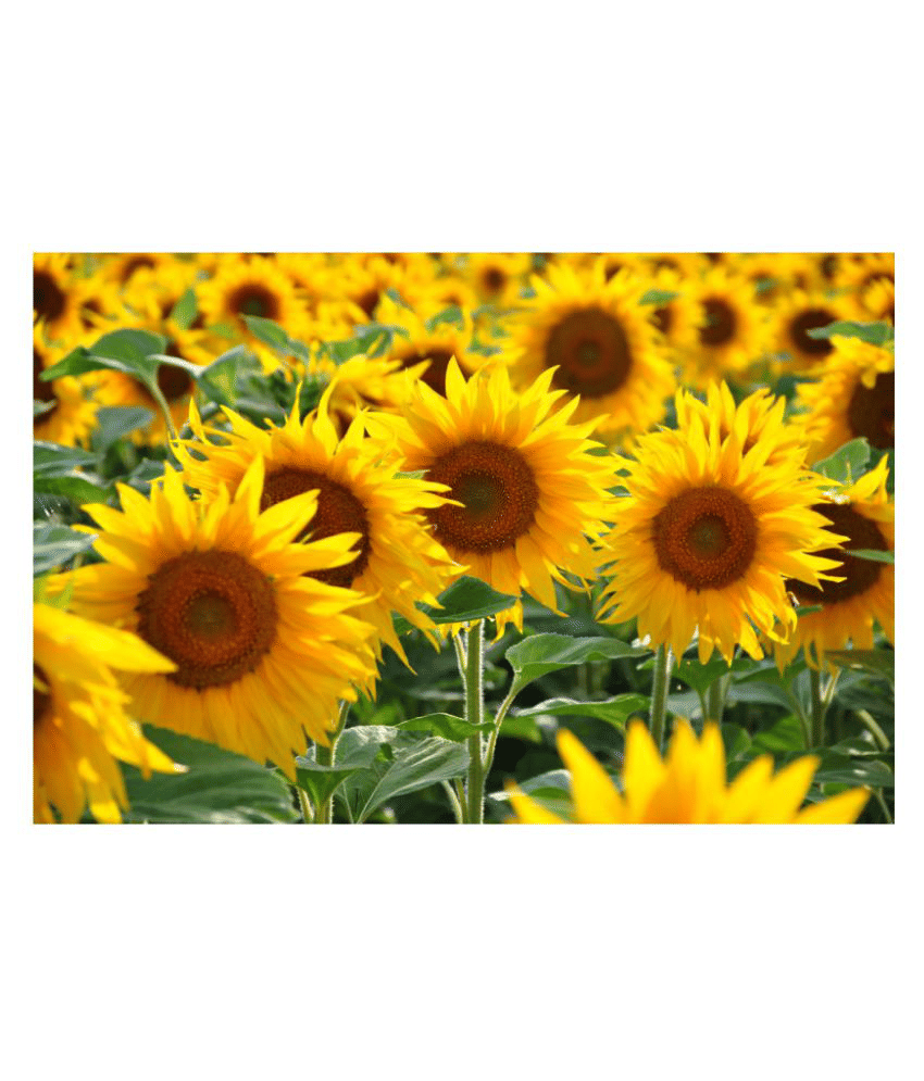 Organics Sunflower High Germinated Hybrid Seeds