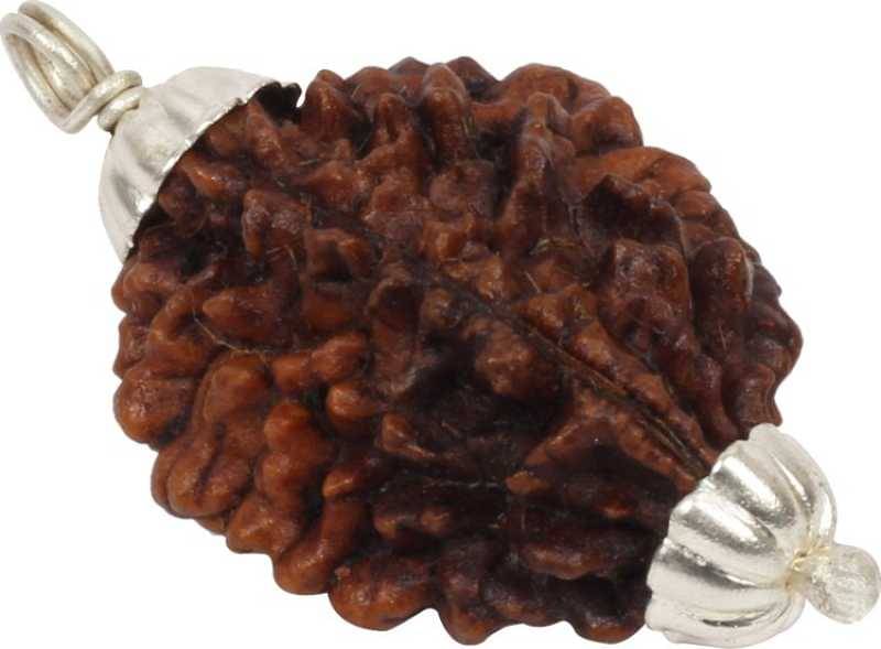     			Astrodidi 2 Mukhi Rudraksha Pendant Wth Lab Certificate