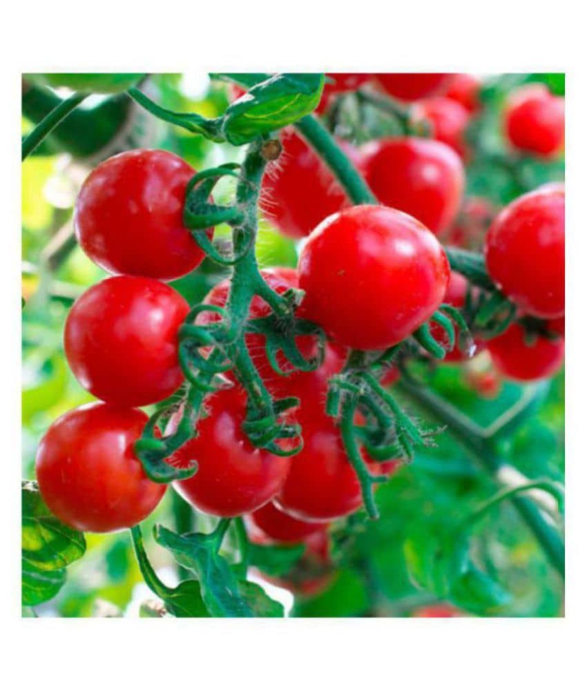 Cherry Tomato High Quality Seeds - Pack of 50 Hybrid Seeds