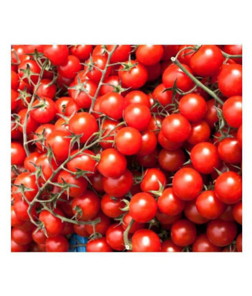 Cherry Tomato Quality Seeds - Pack of 50 Hybrid Seeds