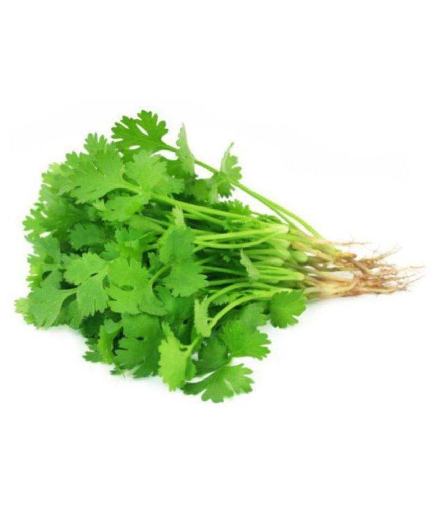 Coriander (Dhaniya) High Germination Vegetables Seeds - Pack of 100 Premium Seeds Coriander (Dhaniya) High Germination Vegetables Seeds - Pack of 100 Premium Seeds