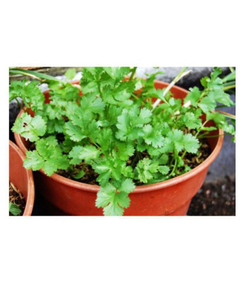     			Coriander (Dhaniya) Vegetables Seeds - Pack of 100 Premium Seeds