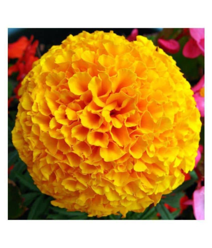 Marigold African Advance Seeds - Pack of 50 Premium Seeds