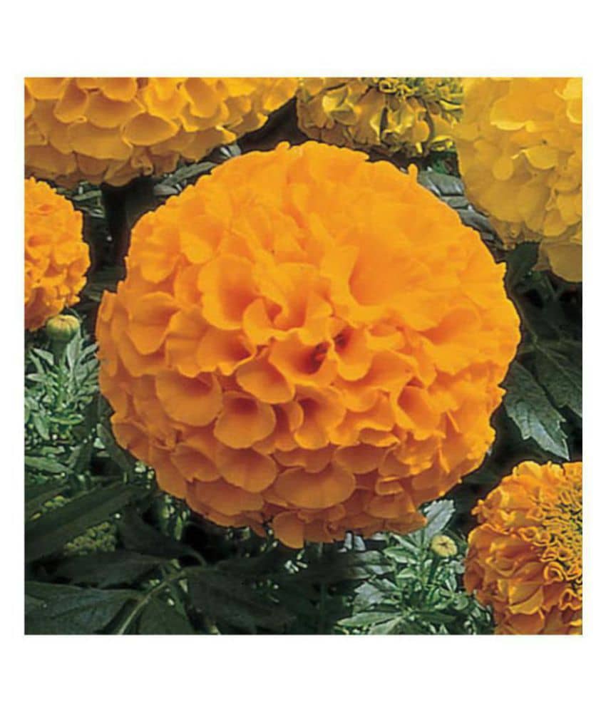 Marigold African High Germination Flowers Seeds - Pack of 50 Premium Seeds