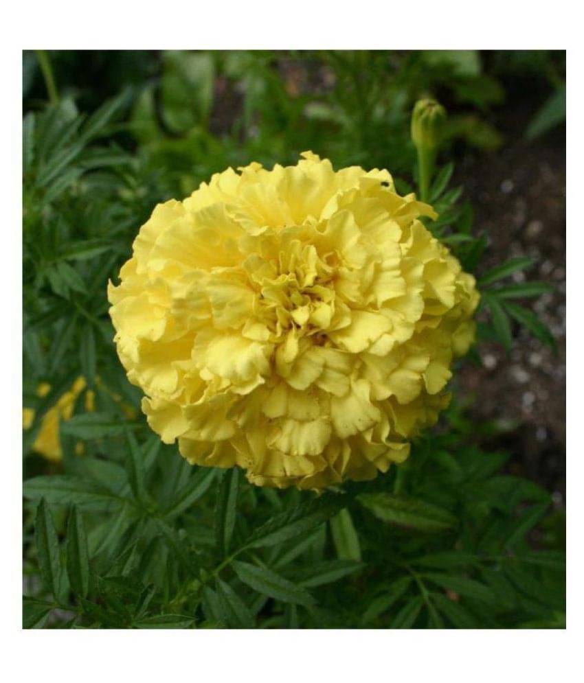     			Marigold Yellow Premium Exotic Seeds - Pack of 50 Seeds PREMIUM QUALITY